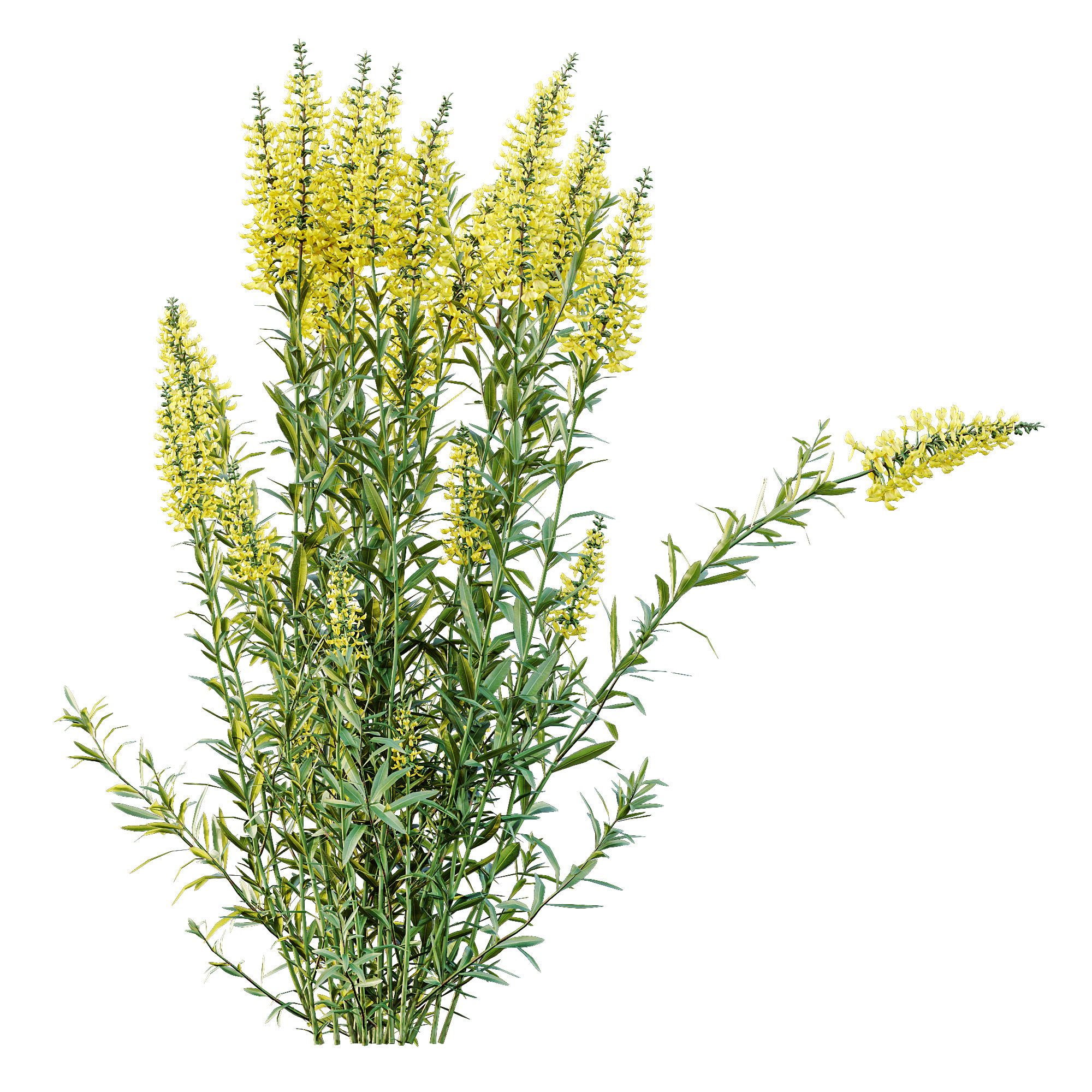 AV 10 Different colorful spring bushes 3D model_4