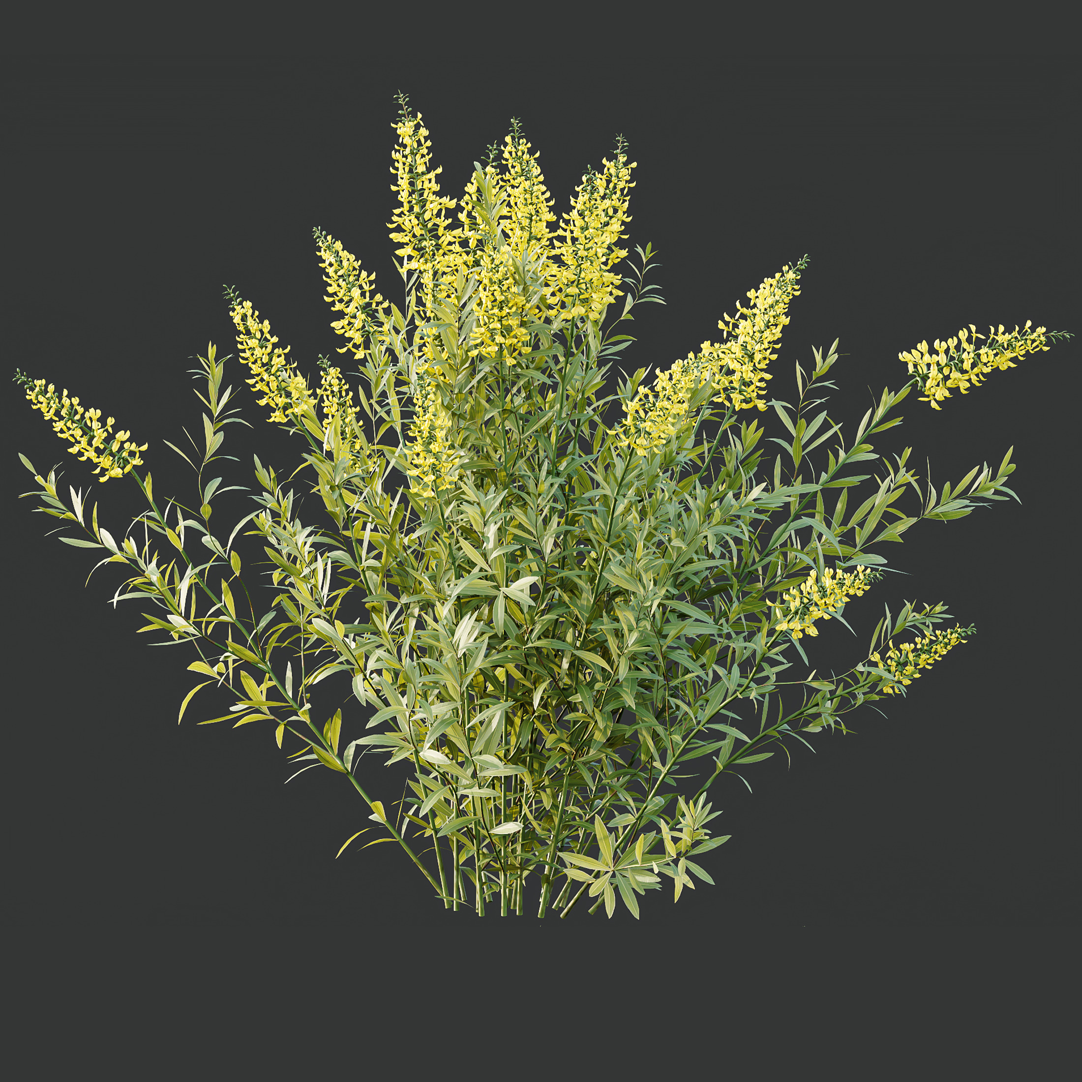 AV 10 Different colorful spring bushes 3D model_1