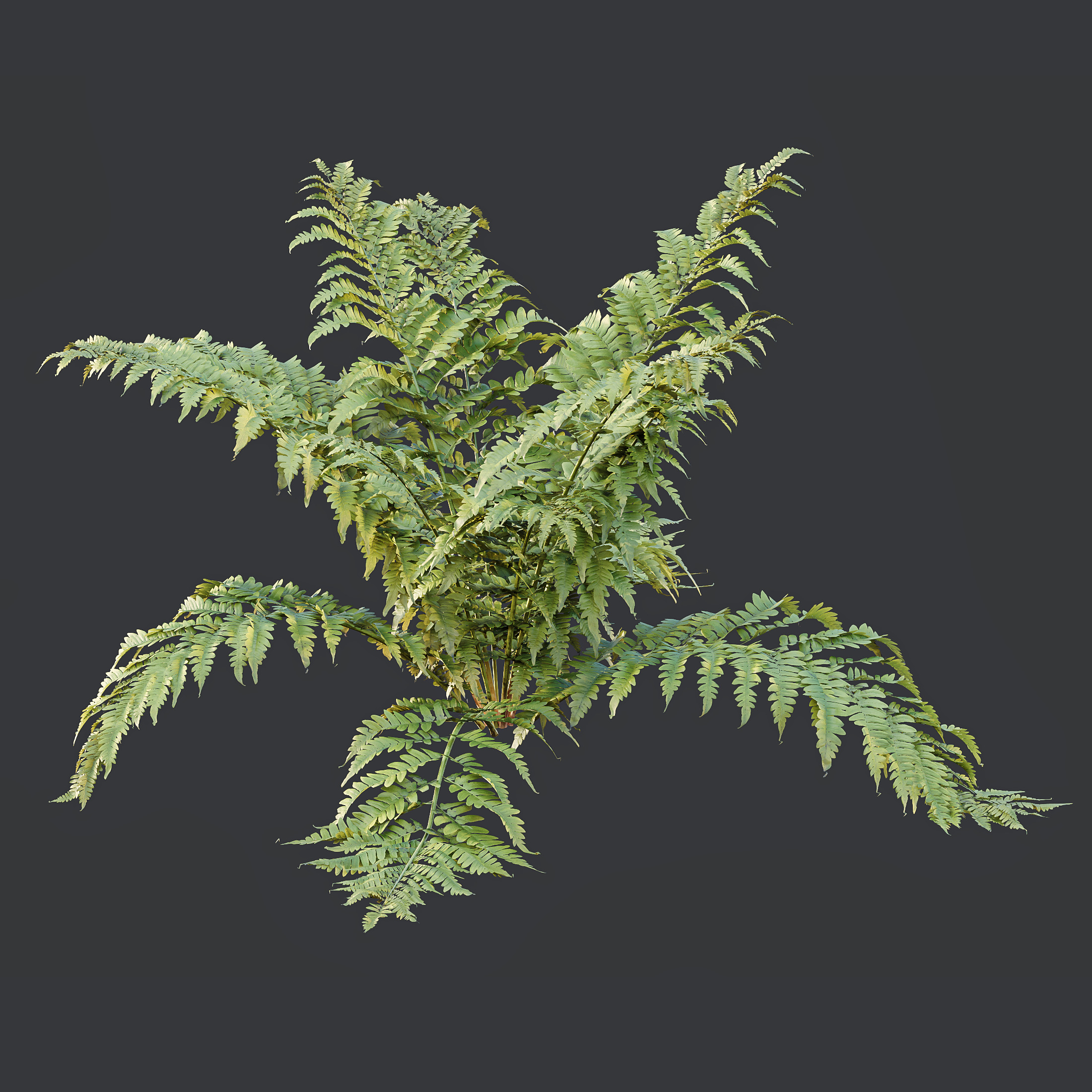 AV 10 Different colorful spring bushes 3D model_2