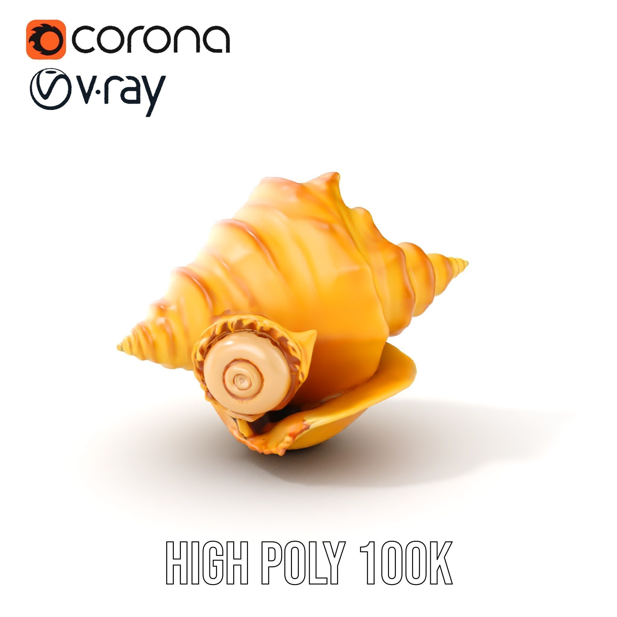Natural Sea Conch Shell D Model Pack Low-poly 3D model_17