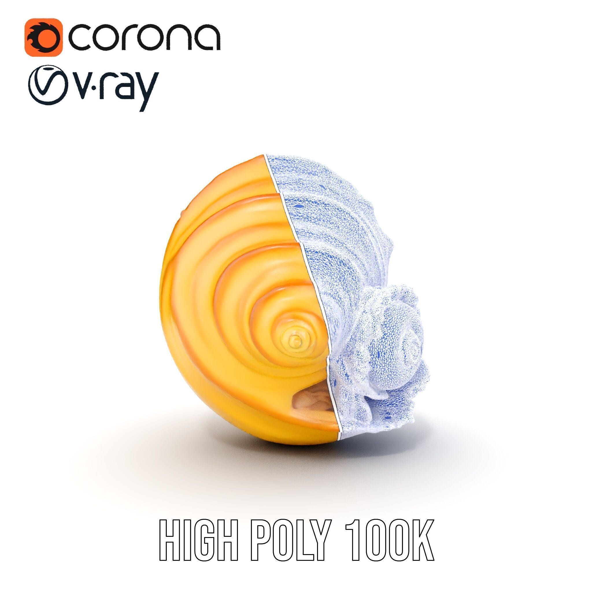 Natural Sea Conch Shell D Model Pack Low-poly 3D model_19