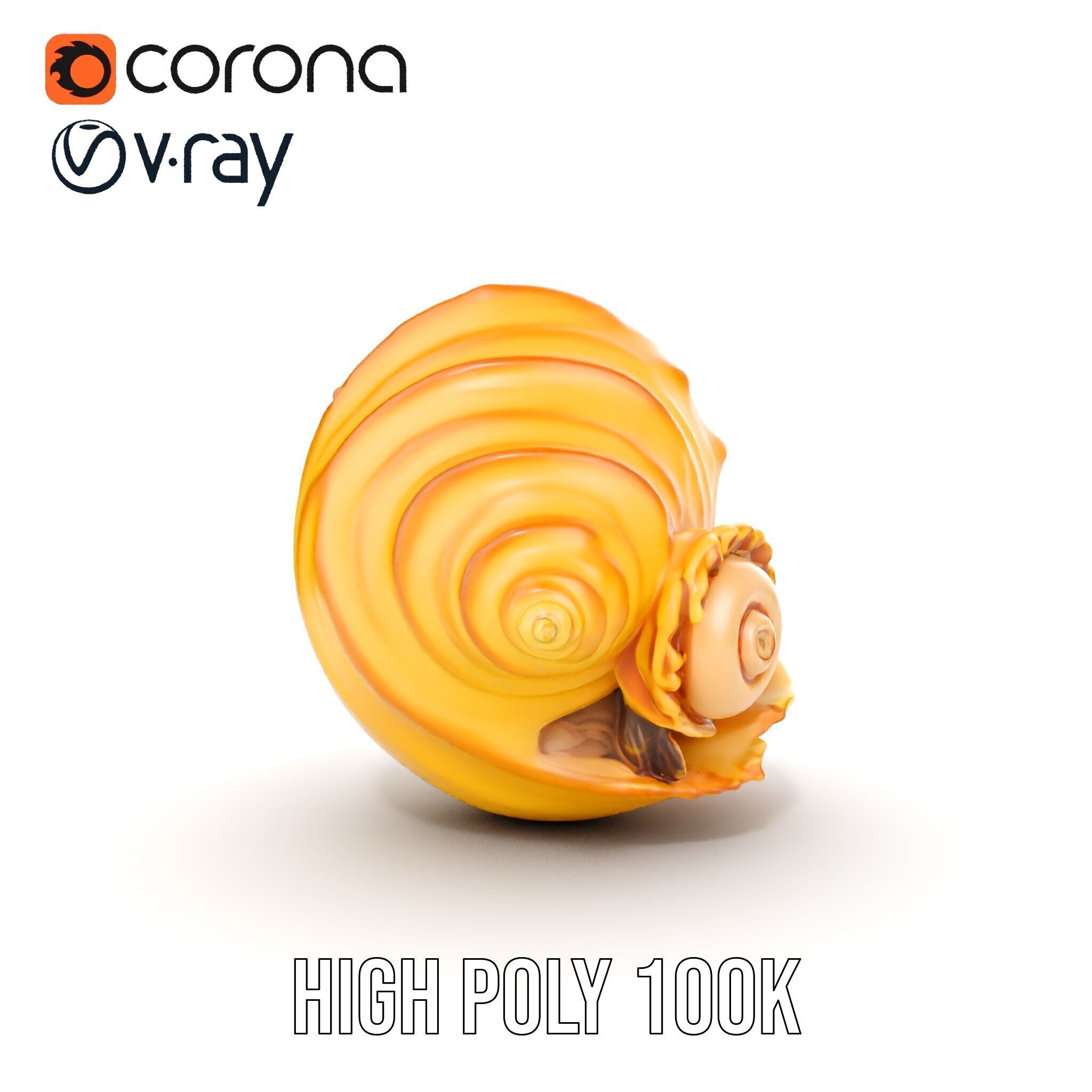Natural Sea Conch Shell D Model Pack Low-poly 3D model_14