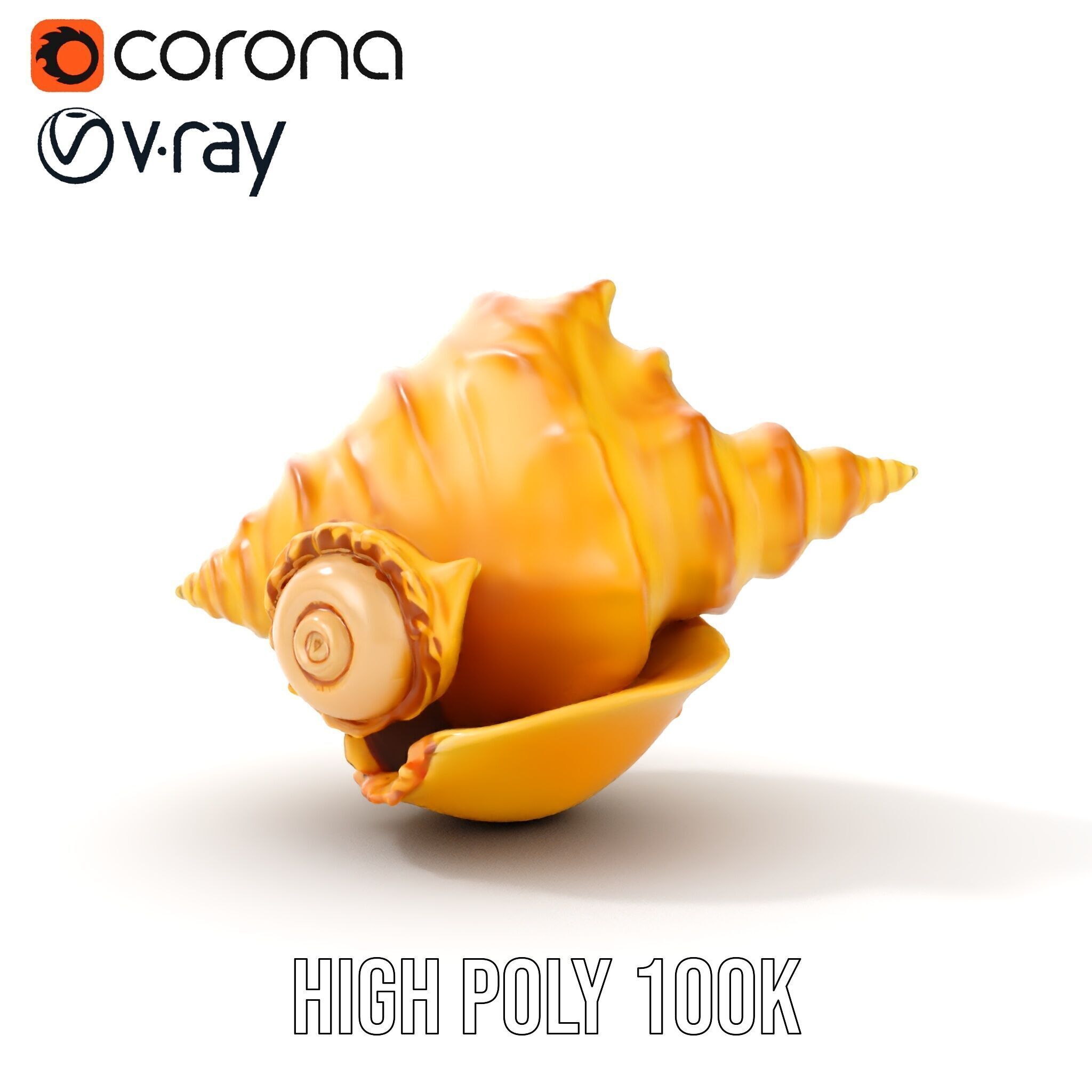 Natural Sea Conch Shell D Model Pack Low-poly 3D model_26
