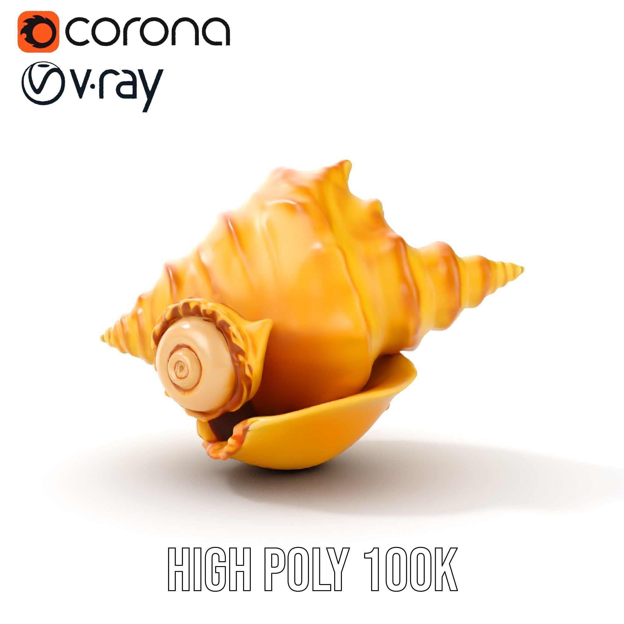 Natural Sea Conch Shell D Model Pack Low-poly 3D model_11