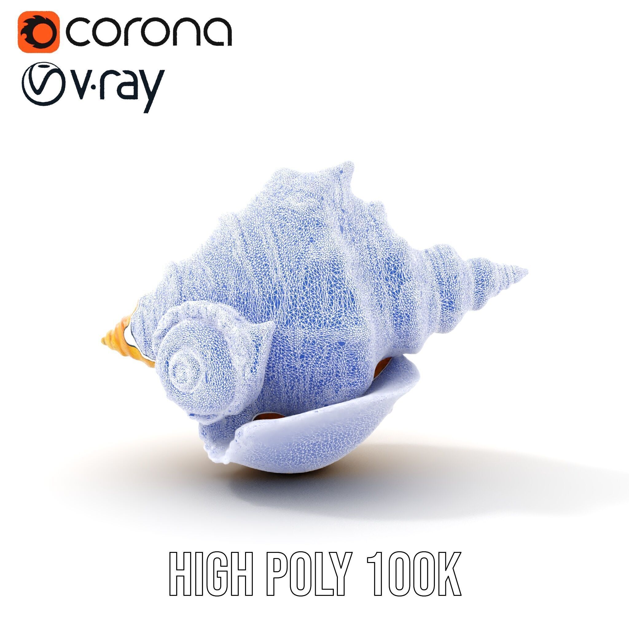 Natural Sea Conch Shell D Model Pack Low-poly 3D model_23
