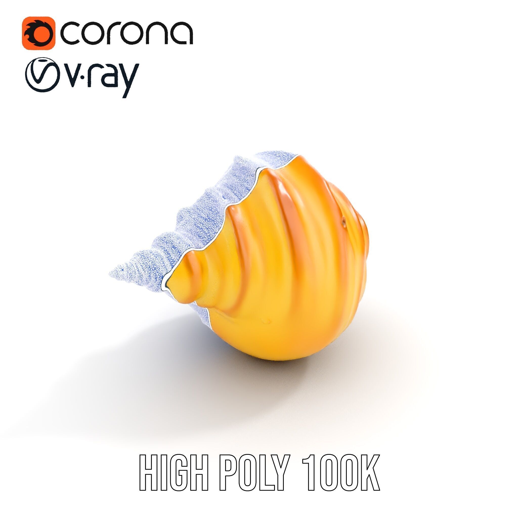 Natural Sea Conch Shell D Model Pack Low-poly 3D model_31