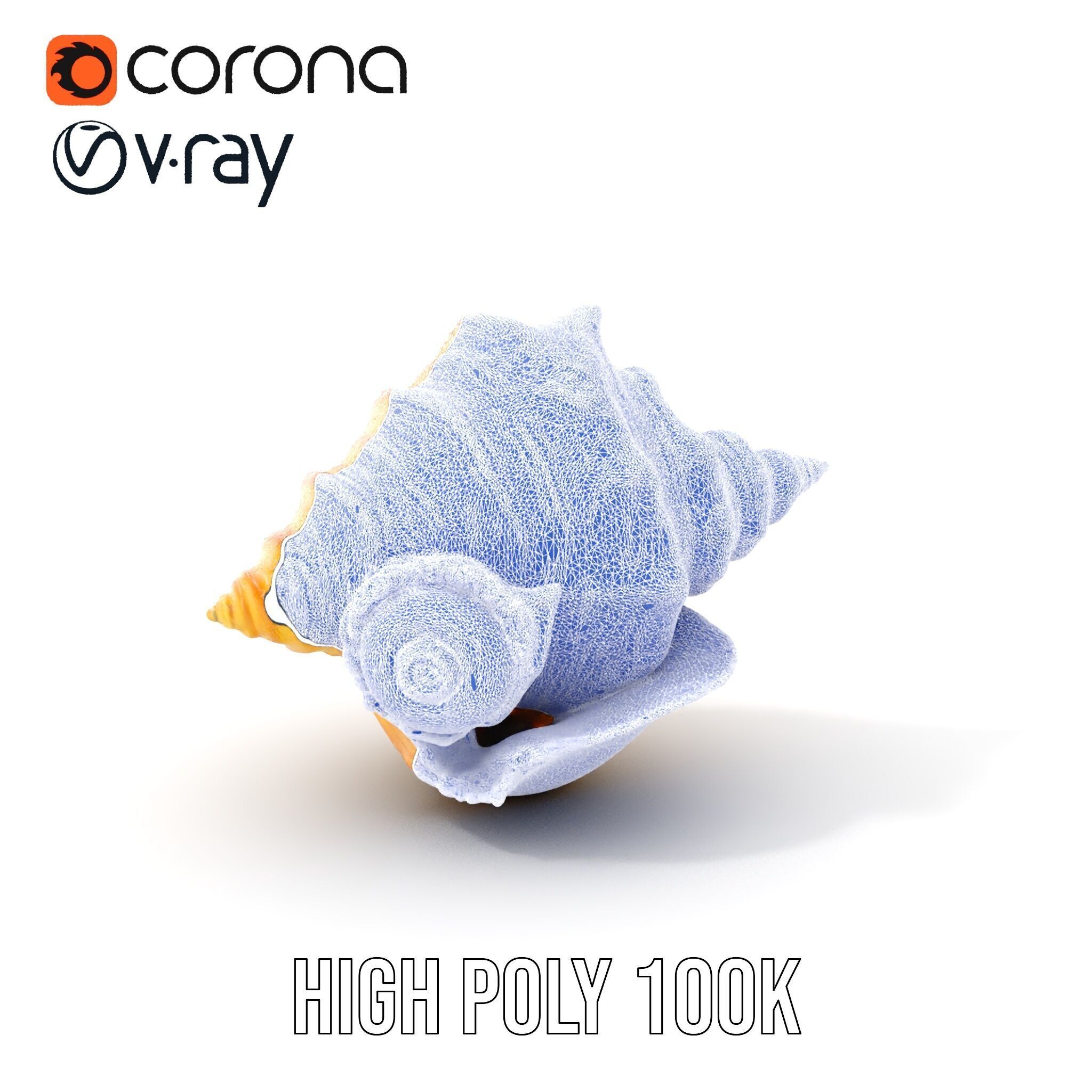 Natural Sea Conch Shell D Model Pack Low-poly 3D model_4