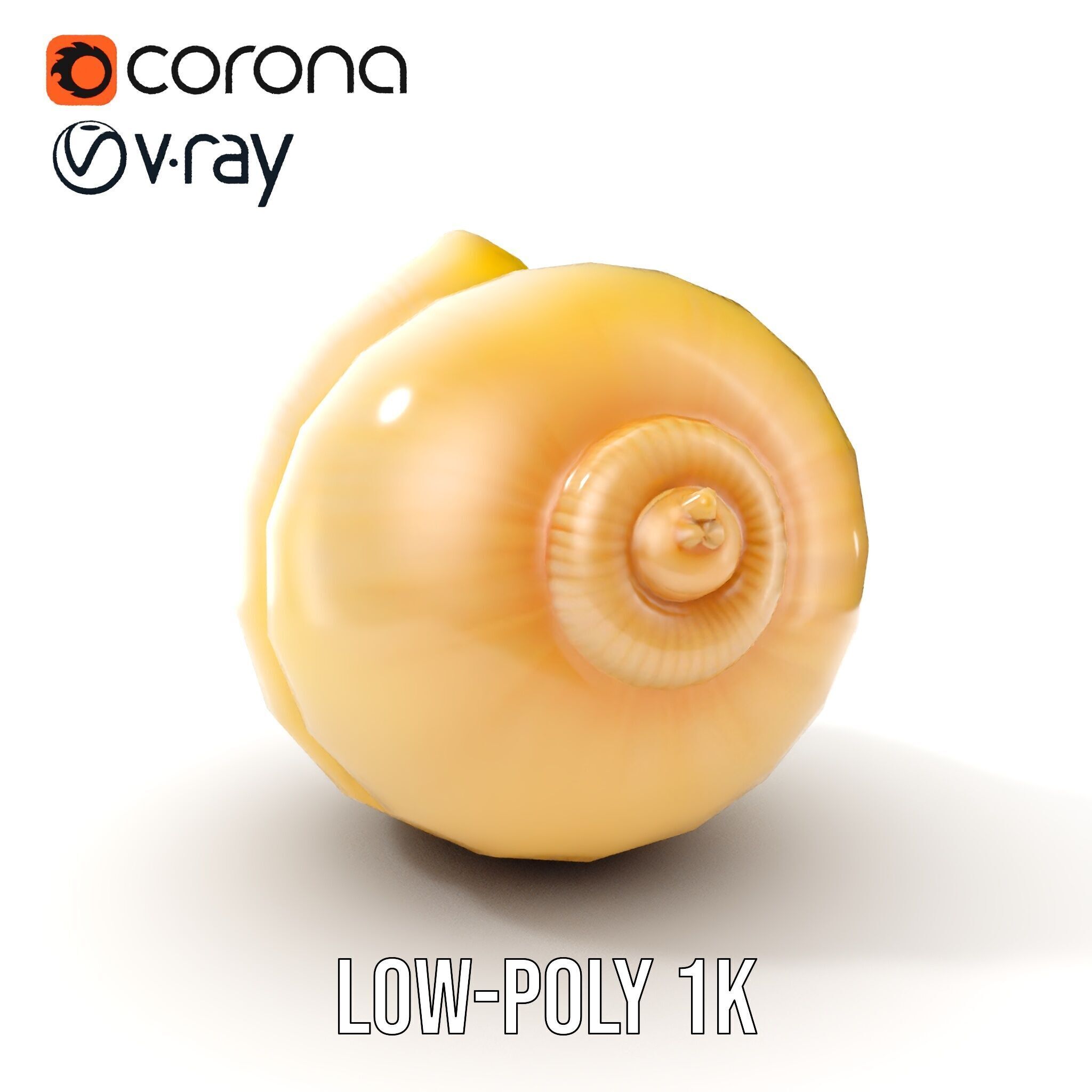 Elegant Seashell Model Pack for D Rendering and Game Design Low-poly 3D model_7