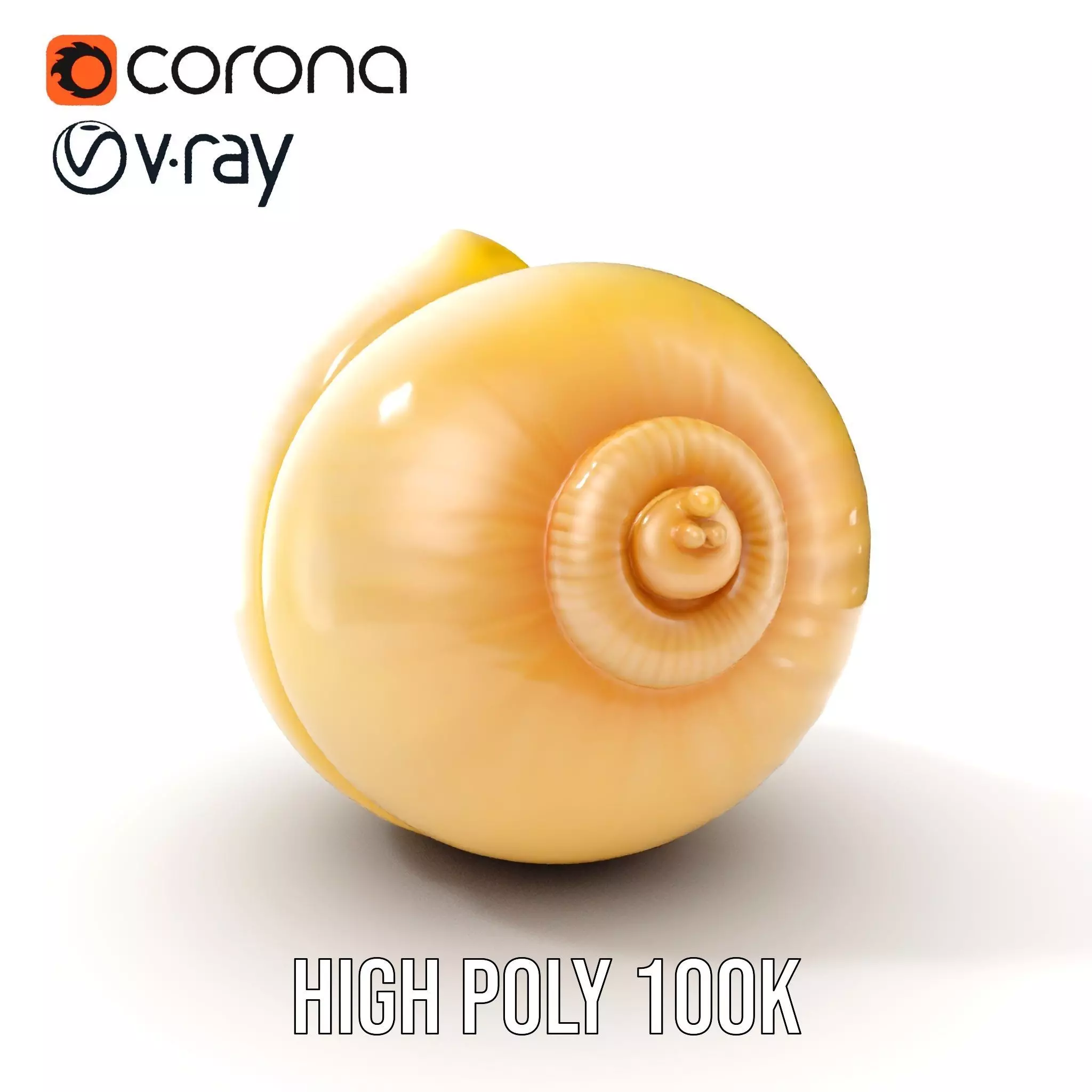 Elegant Seashell Model Pack for D Rendering and Game Design Low-poly 3D model_0