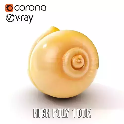 Elegant Seashell Model Pack for D Rendering and Game Design Low-poly 3D model