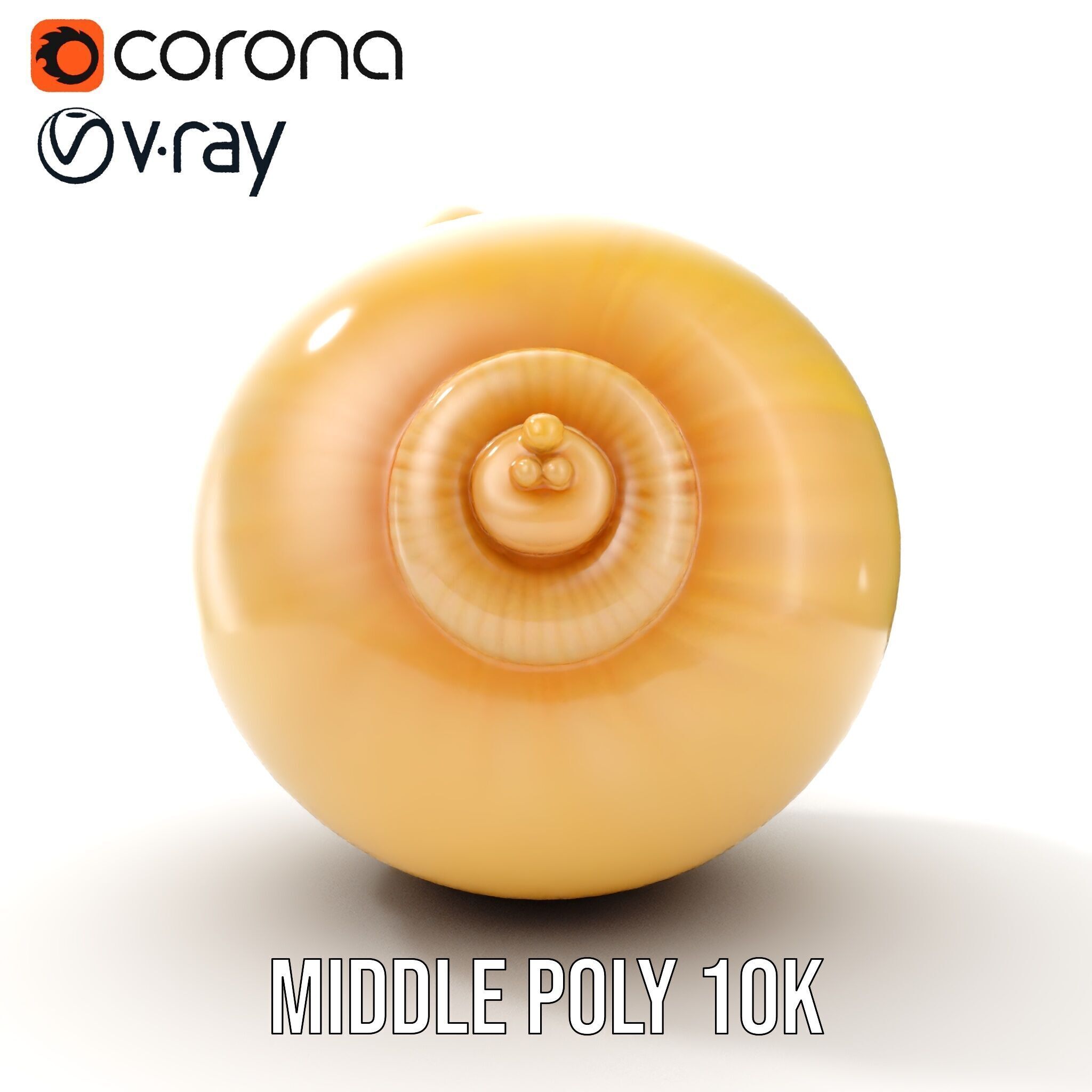 Elegant Seashell Model Pack for D Rendering and Game Design Low-poly 3D model_19