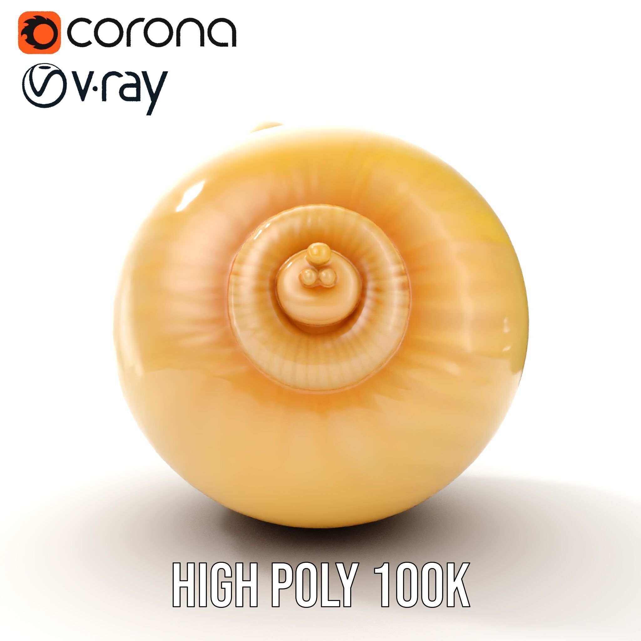 Elegant Seashell Model Pack for D Rendering and Game Design Low-poly 3D model_27