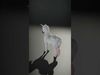Majestic Unicorn D Model Pack Low-poly 3D model_2