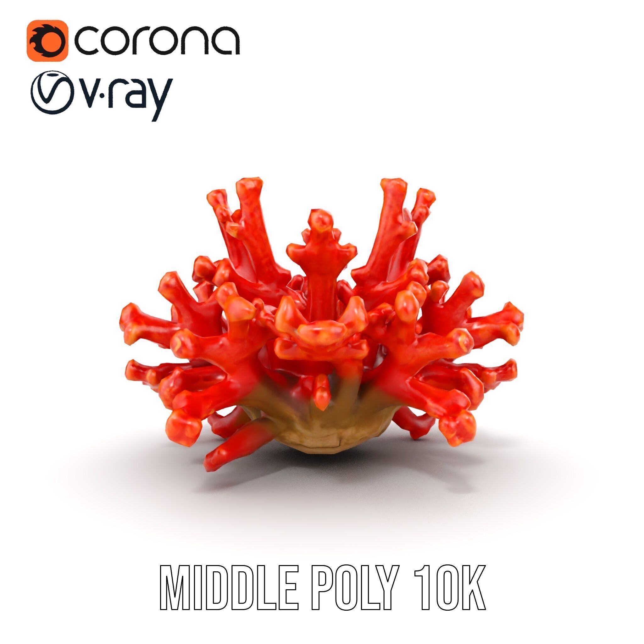 Detailed Coral Model Pack for Realistic Sea Renderings Low-poly 3D model_20