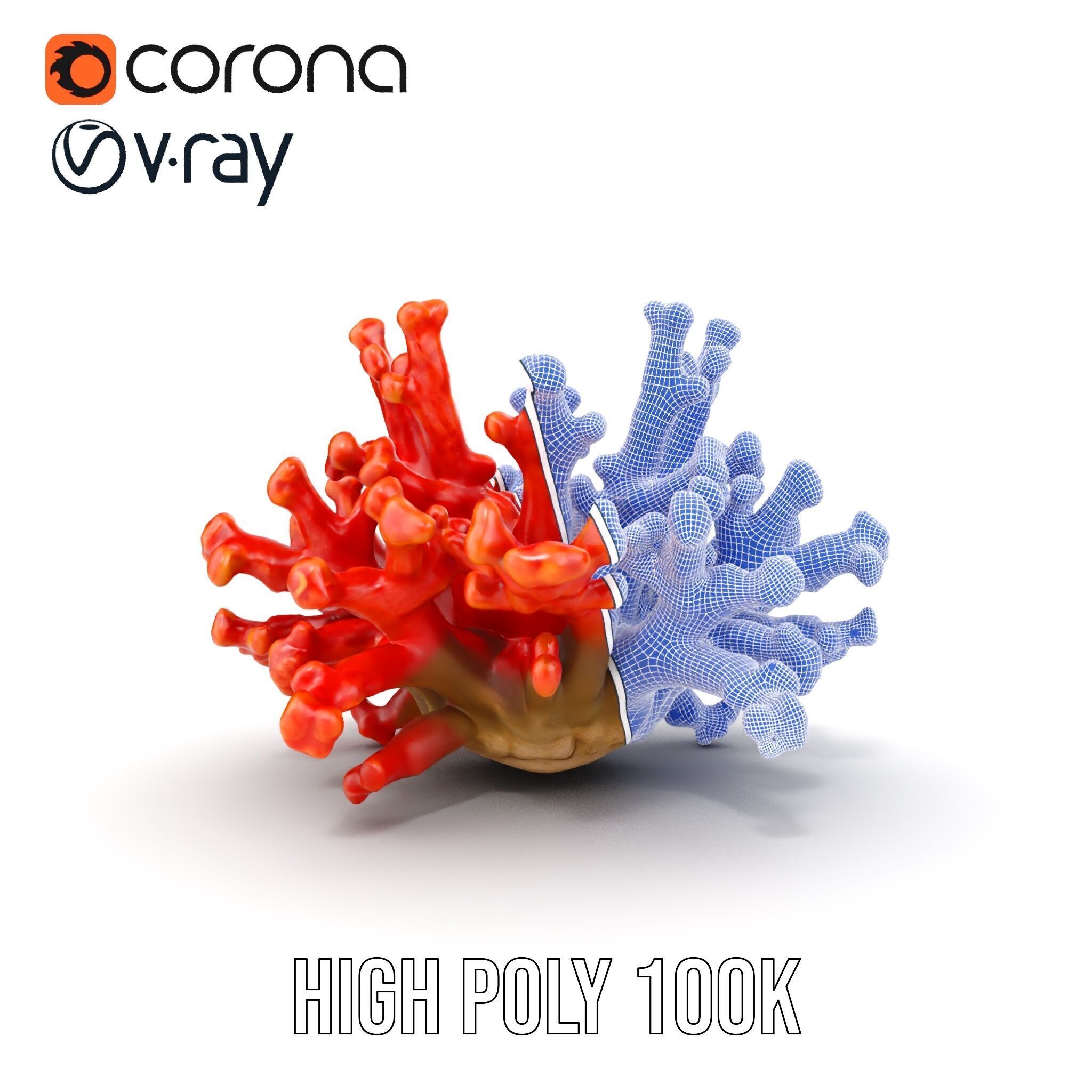 Detailed Coral Model Pack for Realistic Sea Renderings Low-poly 3D model_33