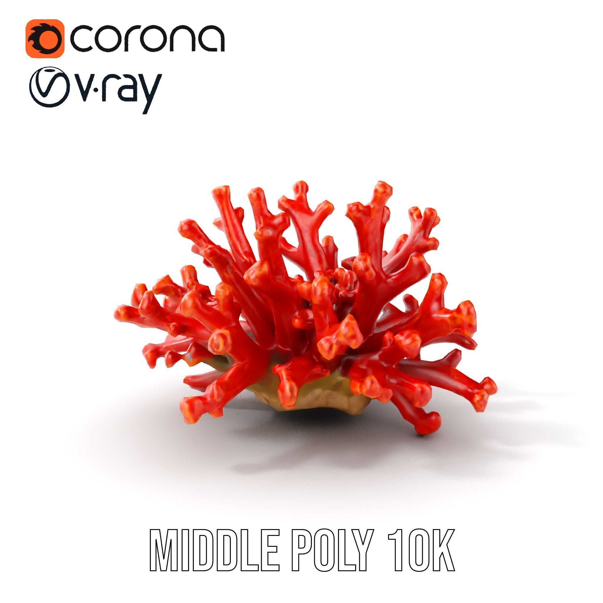 Detailed Coral Model Pack for Realistic Sea Renderings Low-poly 3D model_15