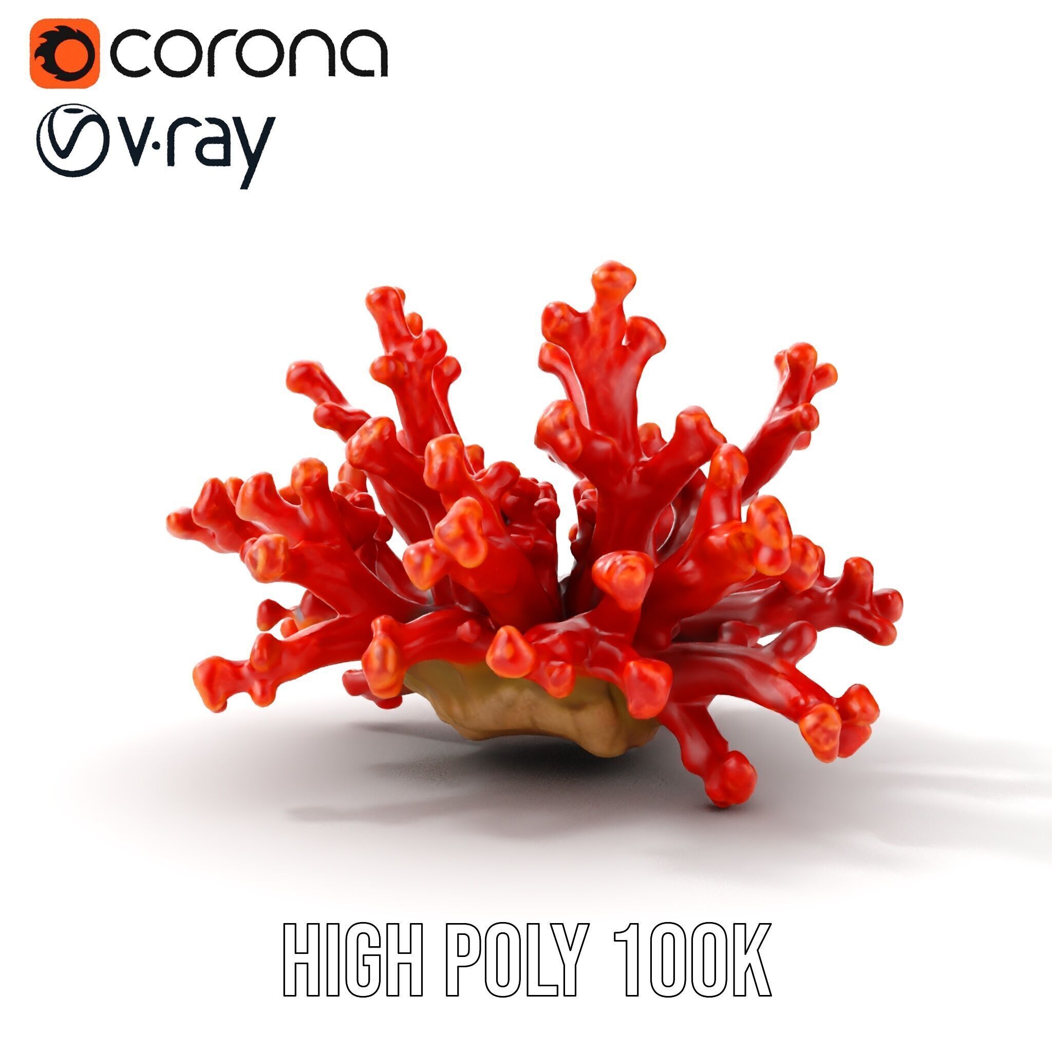 Detailed Coral Model Pack for Realistic Sea Renderings Low-poly 3D model_14