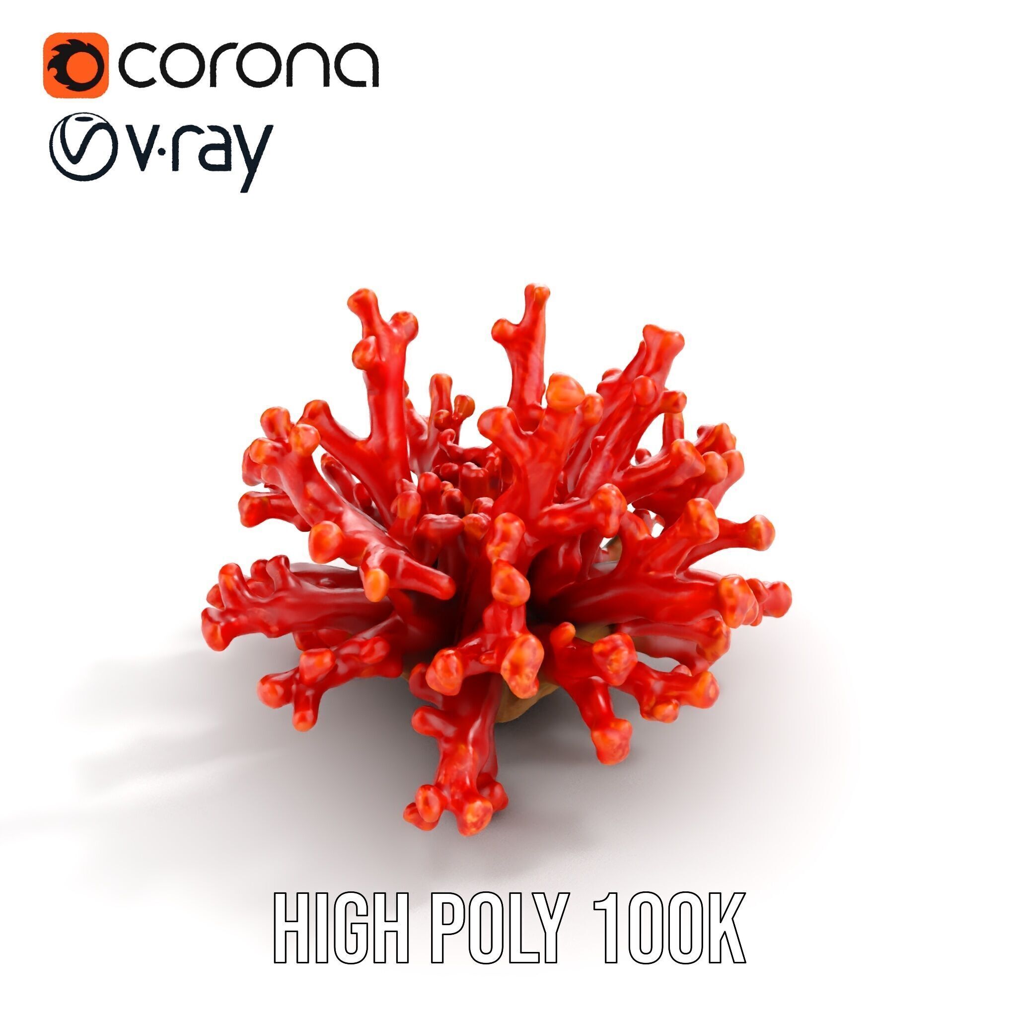 Detailed Coral Model Pack for Realistic Sea Renderings Low-poly 3D model_11
