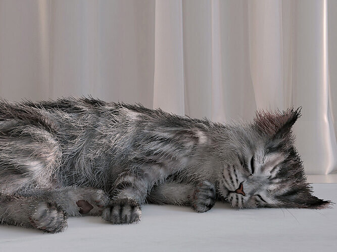 AMERICAN SHORTHAIR Model 3D model