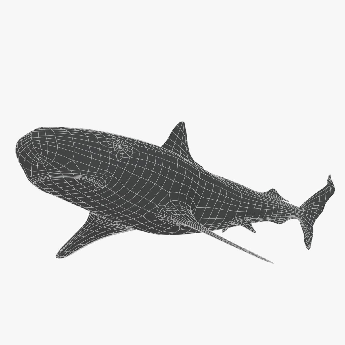 Tiger Shark Low-poly 3D model_1