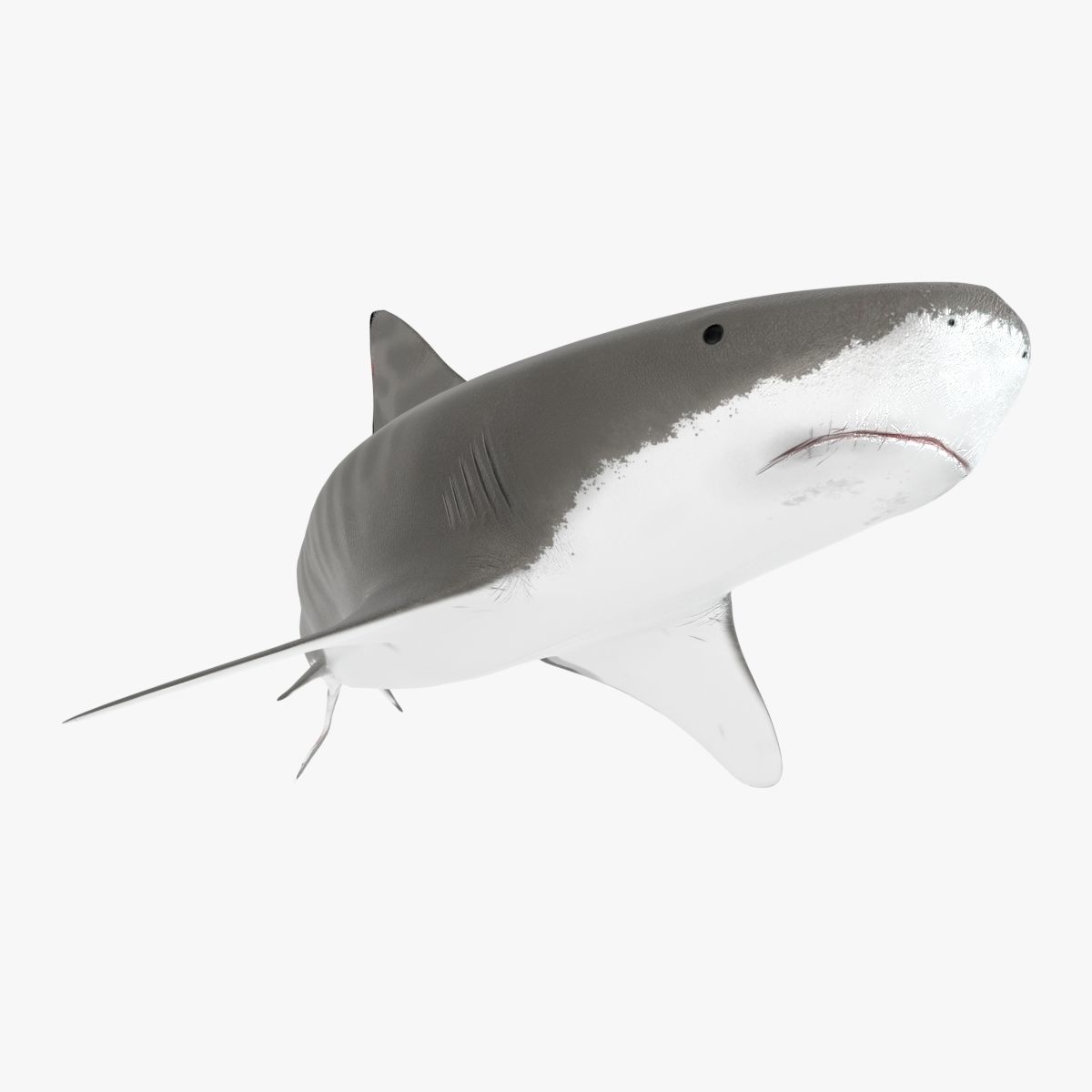Tiger Shark Low-poly 3D model_2