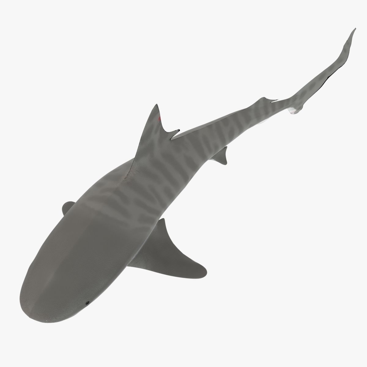 Tiger Shark Low-poly 3D model_12