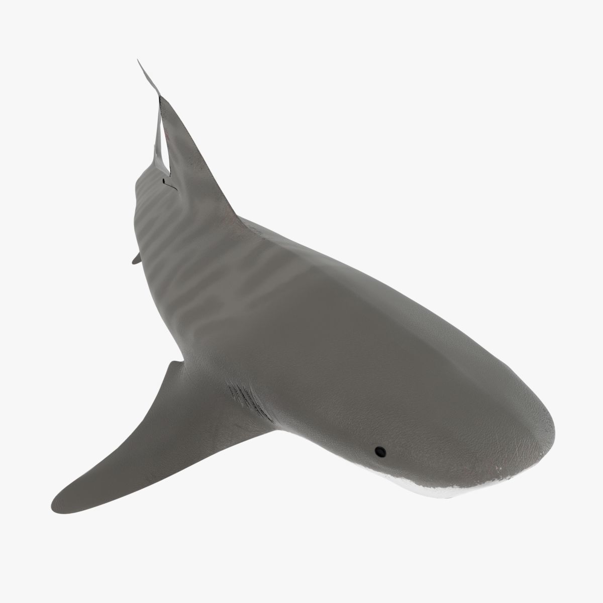 Tiger Shark Low-poly 3D model_11