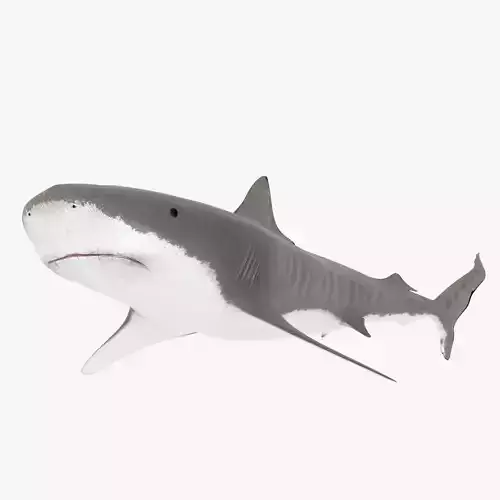 Tiger Shark Low-poly 3D model