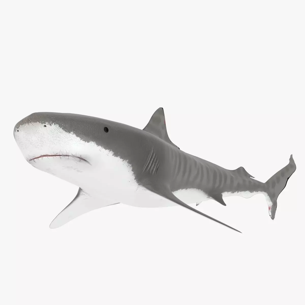 Tiger Shark Low-poly 3D model_0