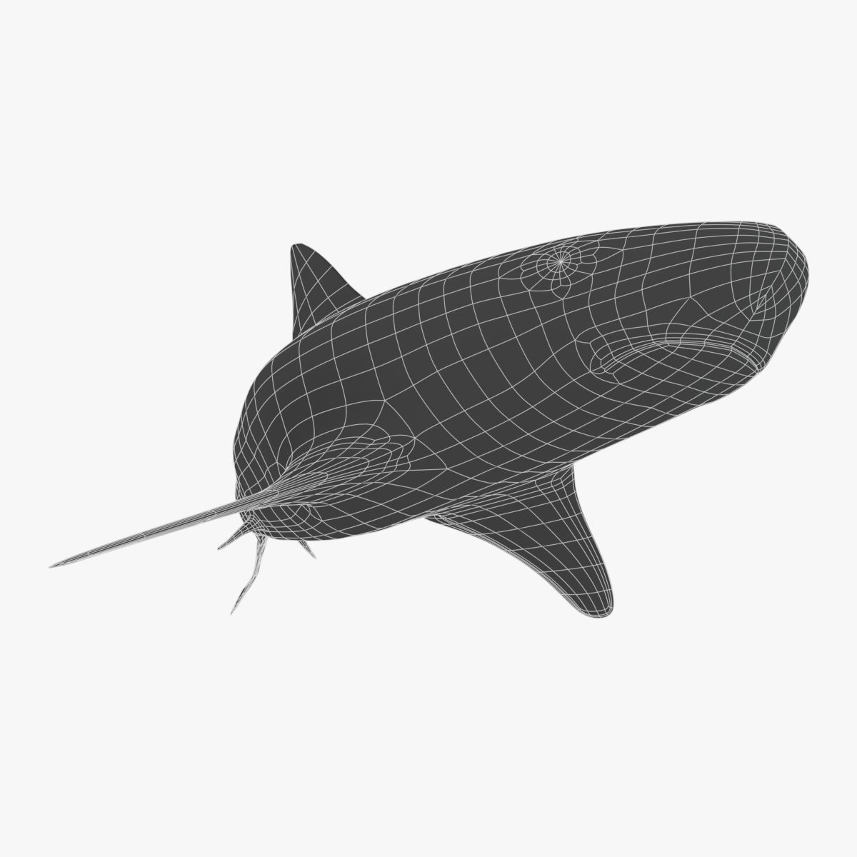 Tiger Shark Low-poly 3D model_3