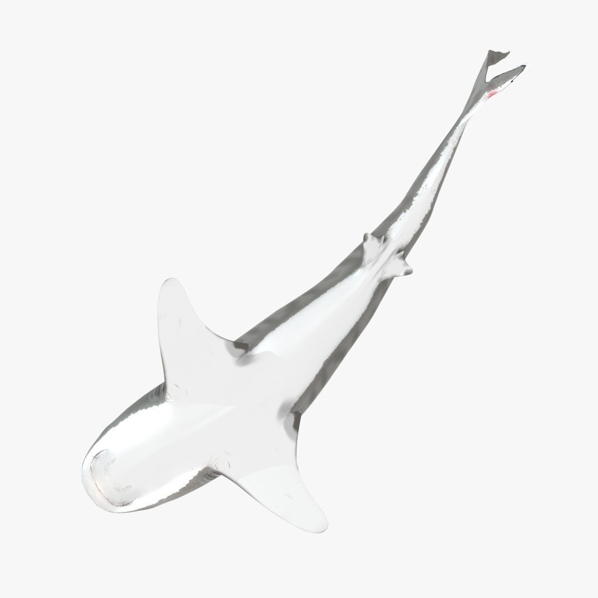 Tiger Shark Low-poly 3D model_14