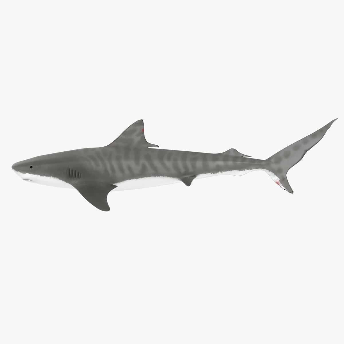 Tiger Shark Low-poly 3D model_8
