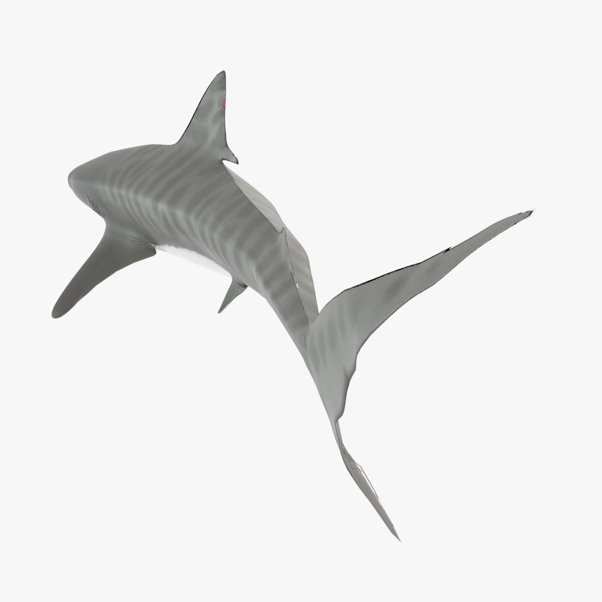 Tiger Shark Low-poly 3D model_13