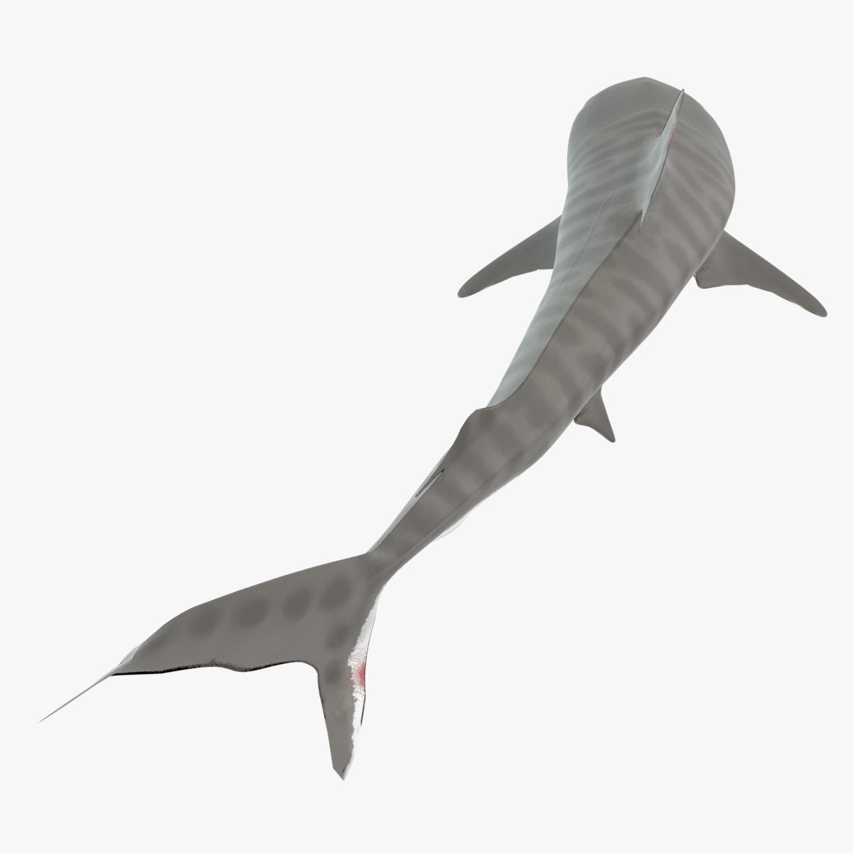 Tiger Shark Low-poly 3D model_6