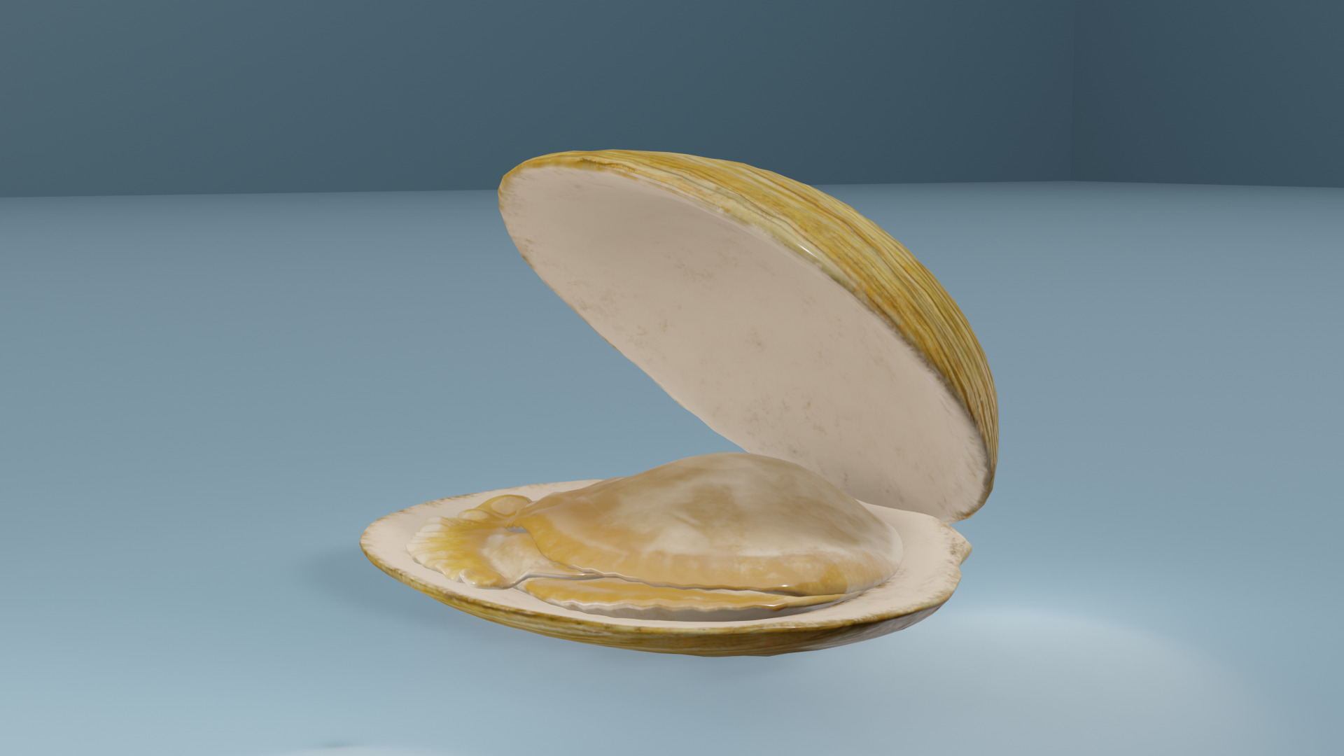 Clam in under sea  3D model_5