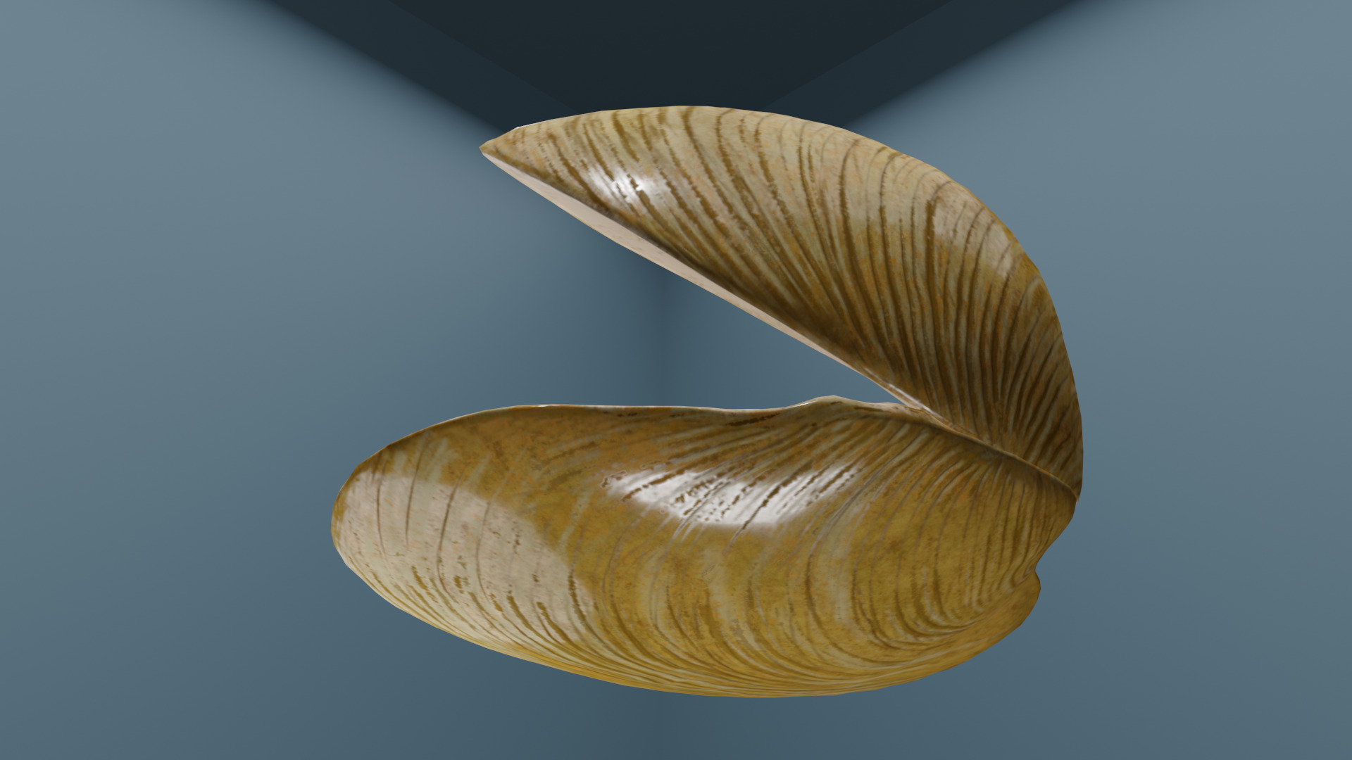 Clam in under sea  3D model_9
