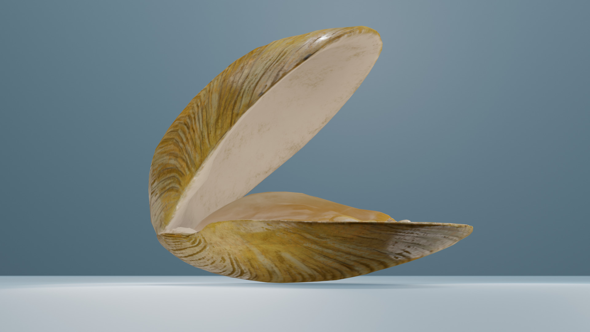Clam in under sea  3D model_15