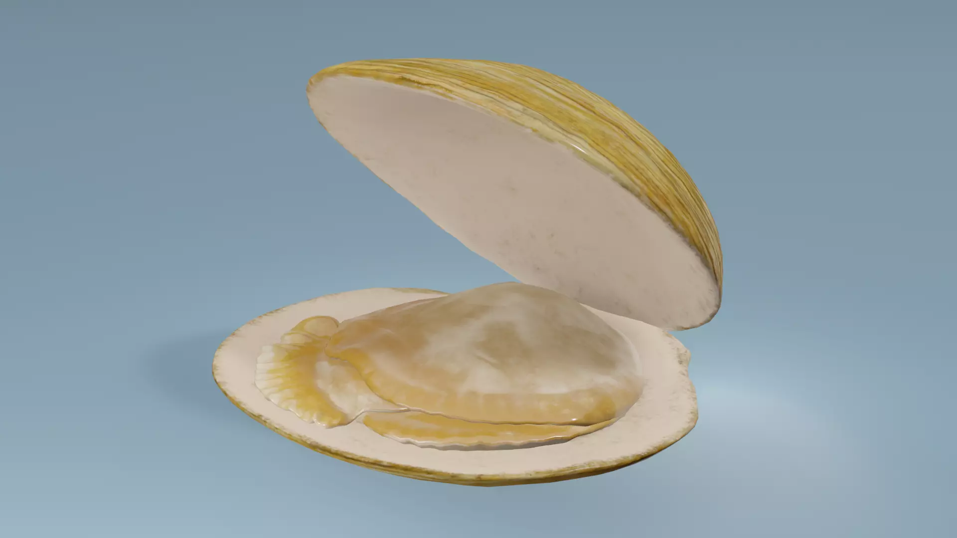Clam in under sea  3D model_0
