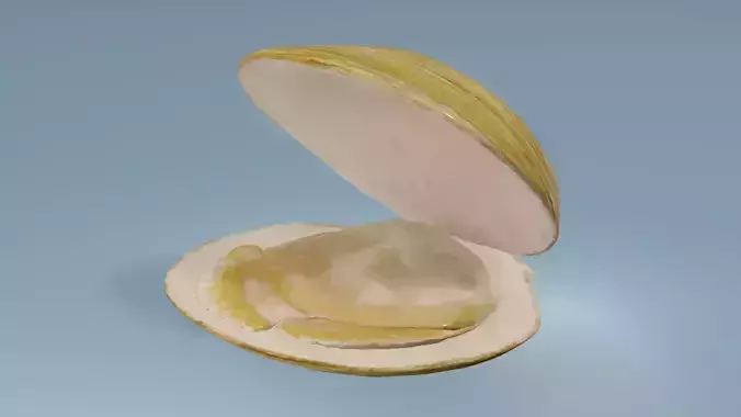 Clam in under sea  3D model