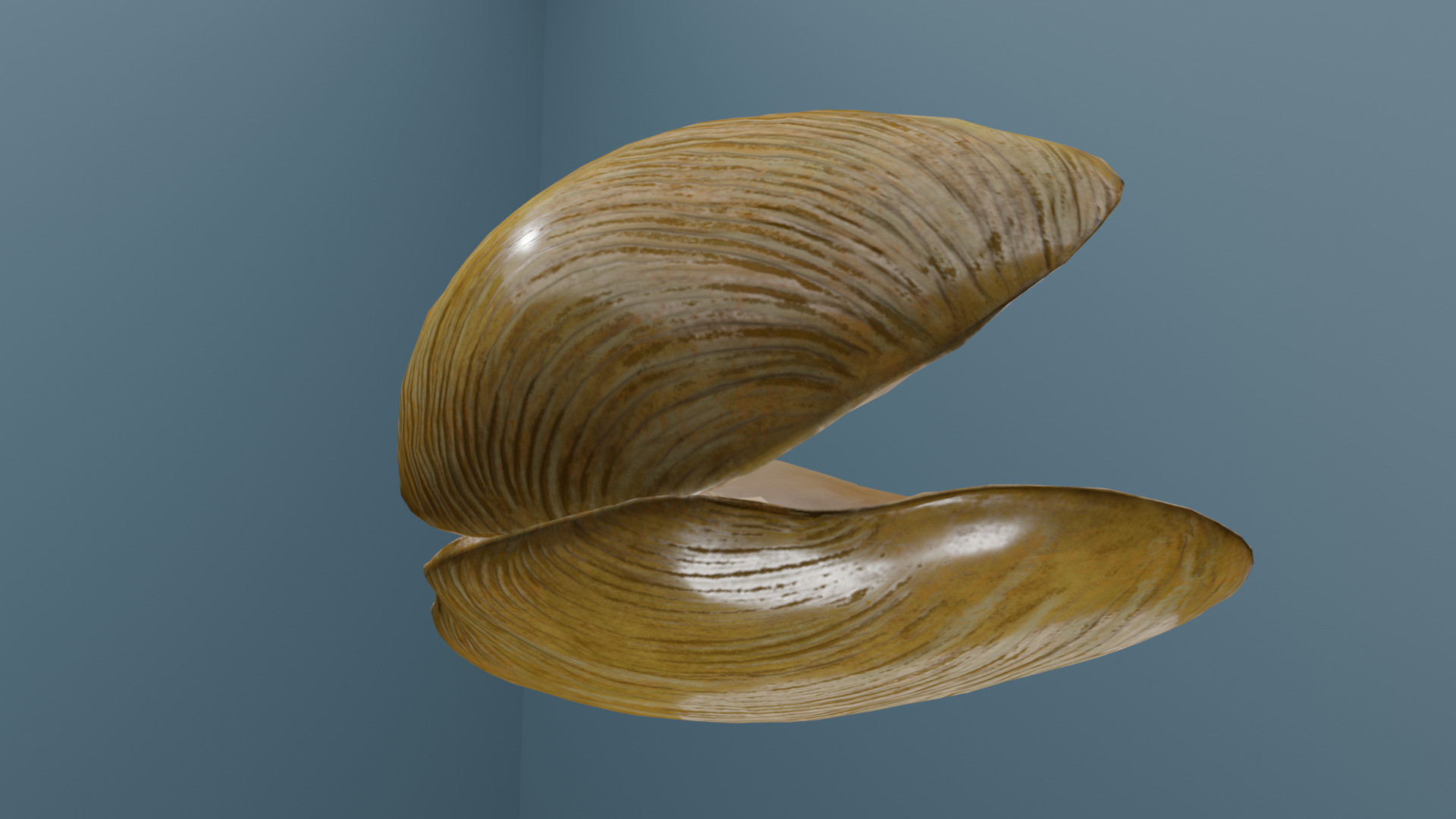Clam in under sea  3D model_11