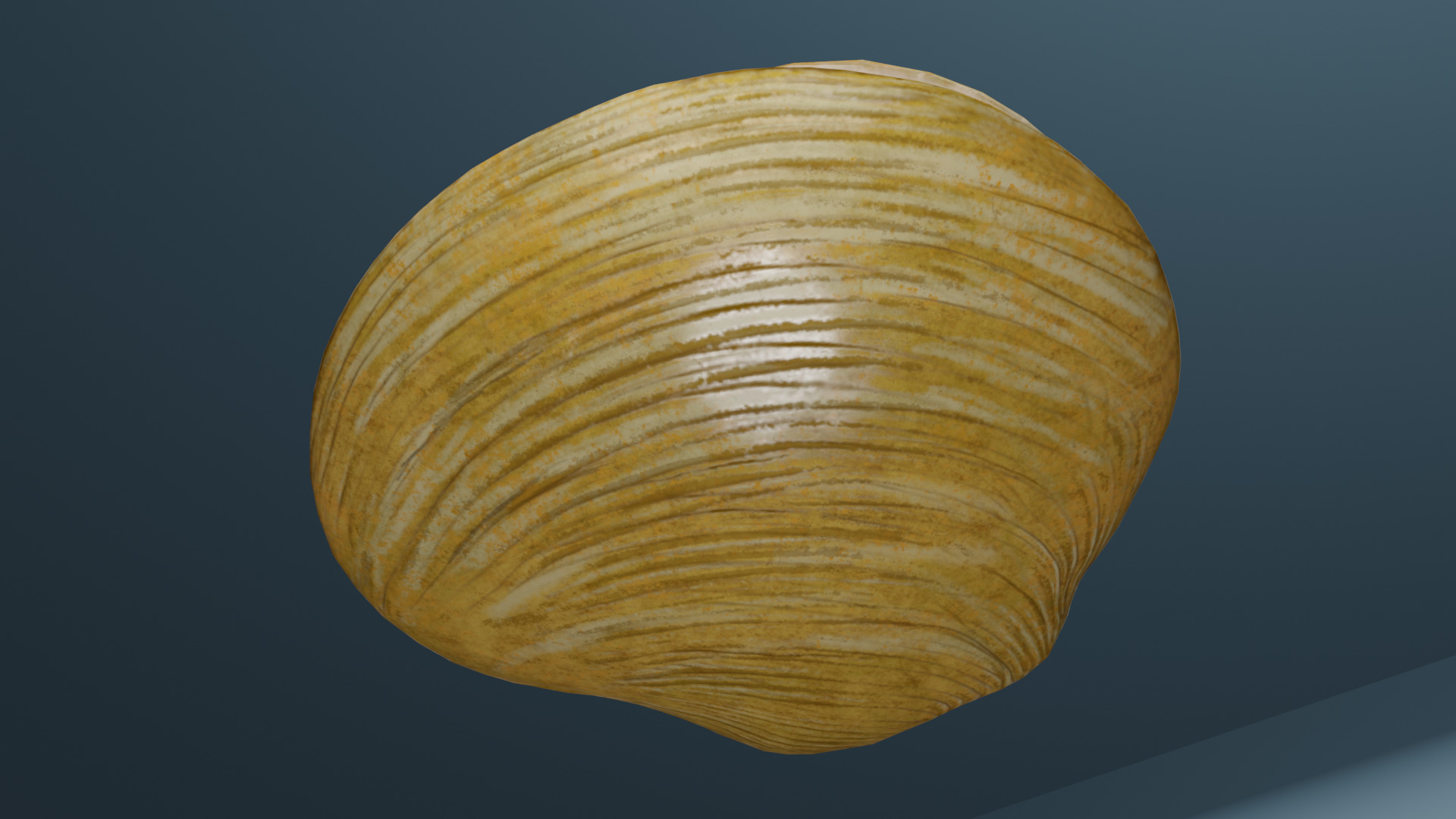 Clam in under sea  3D model_7