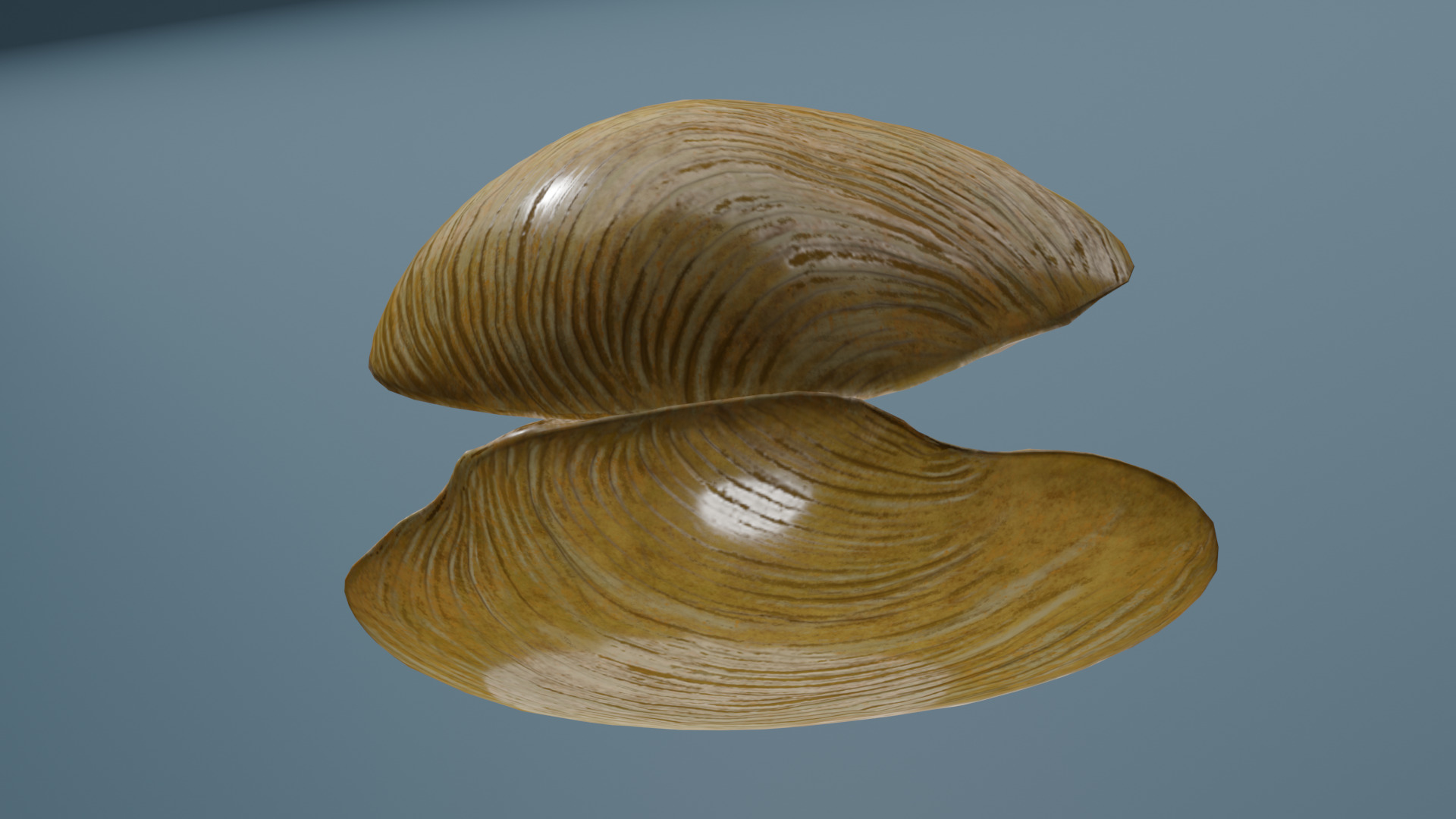 Clam in under sea  3D model_10