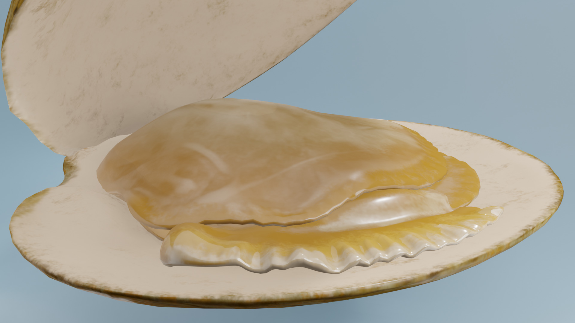Clam in under sea  3D model_16