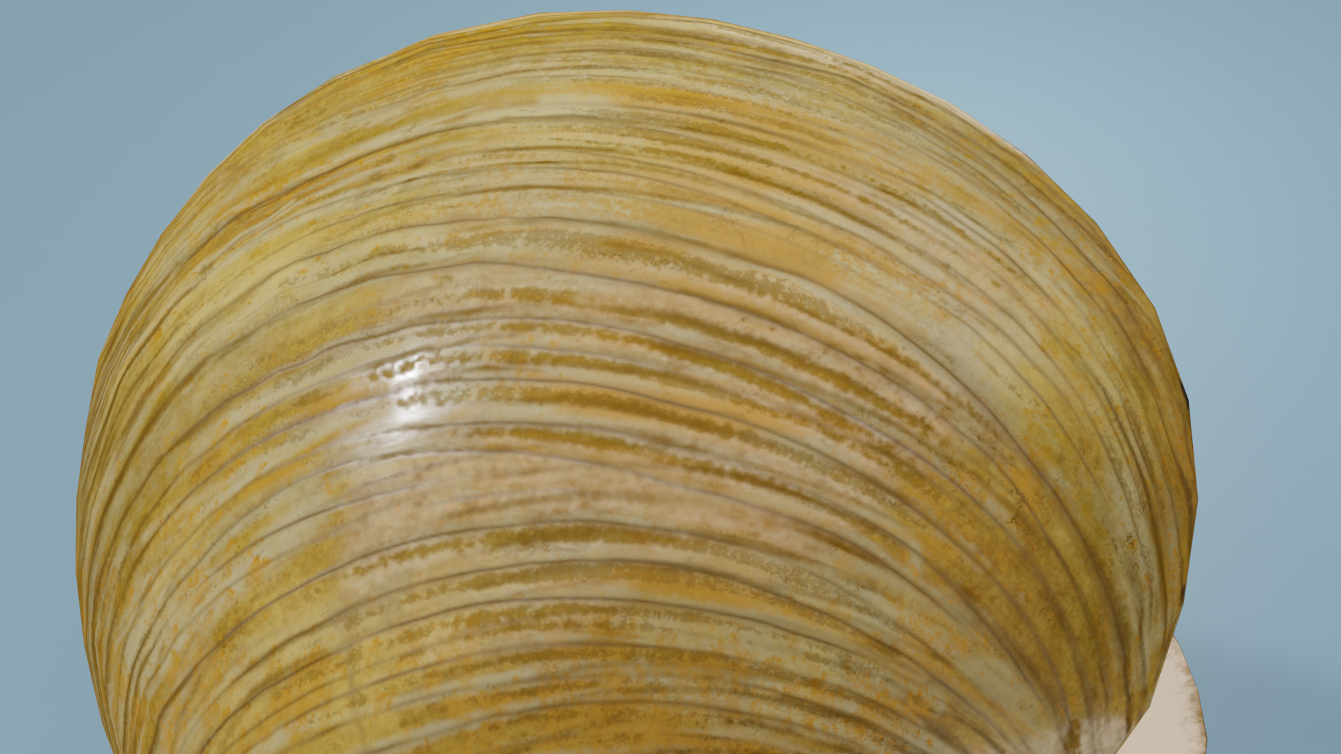 Clam in under sea  3D model_18