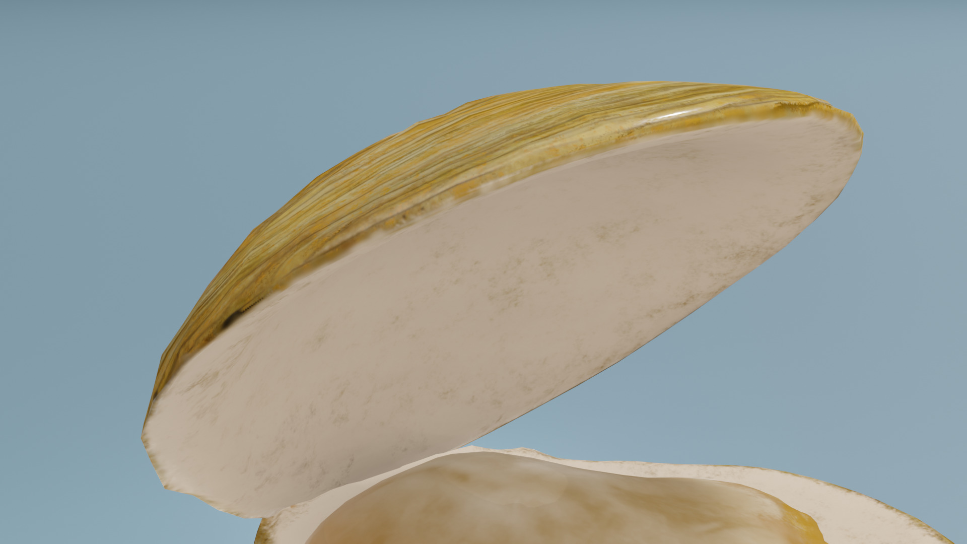 Clam in under sea  3D model_17