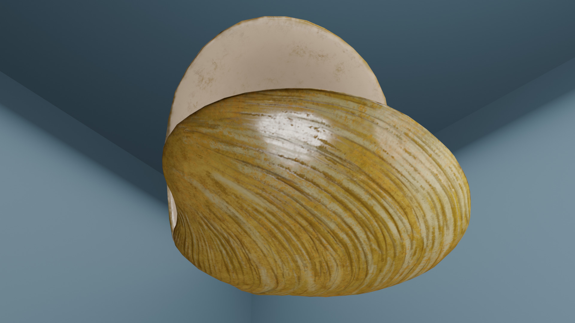 Clam in under sea  3D model_6
