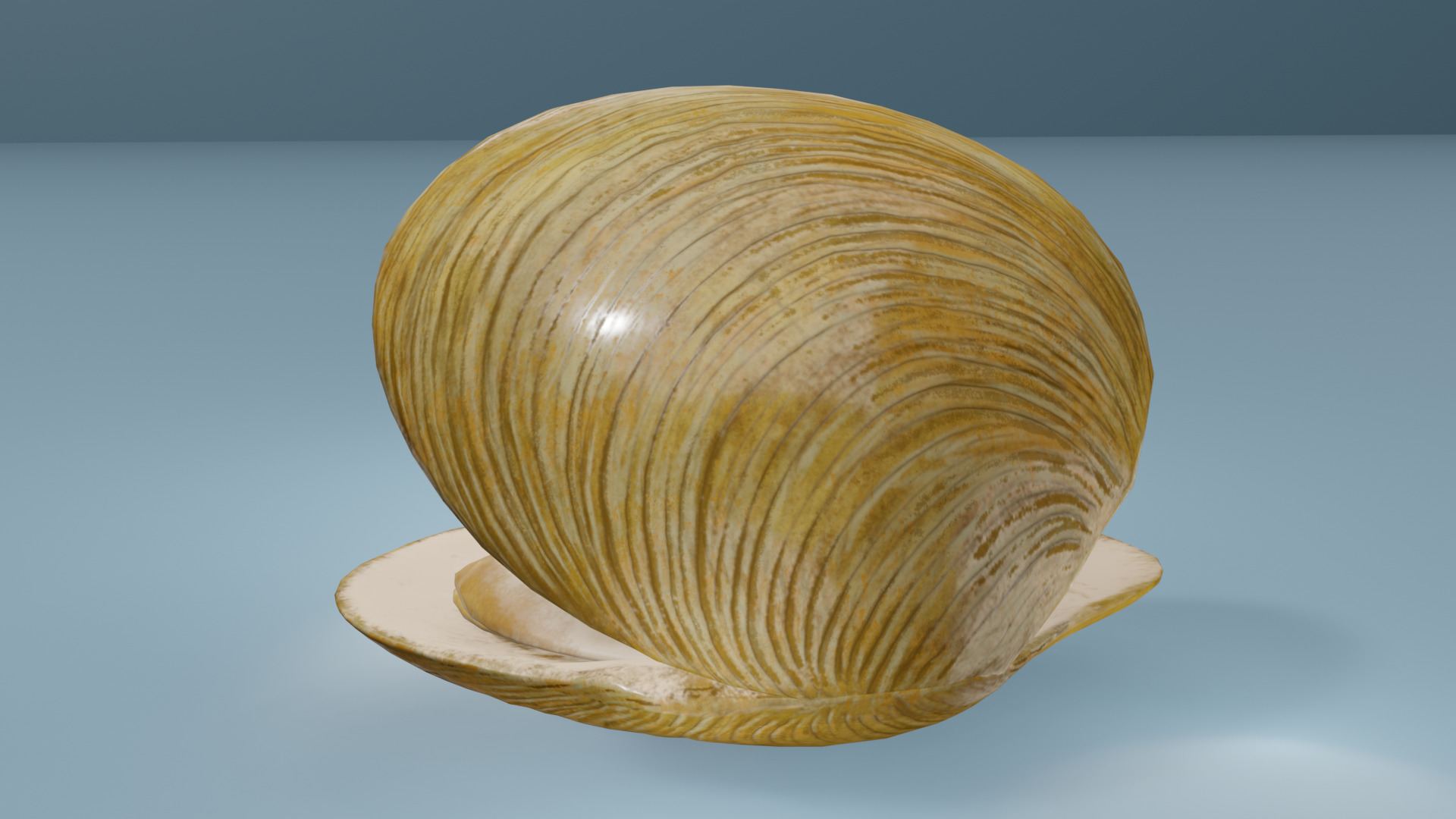 Clam in under sea  3D model_13