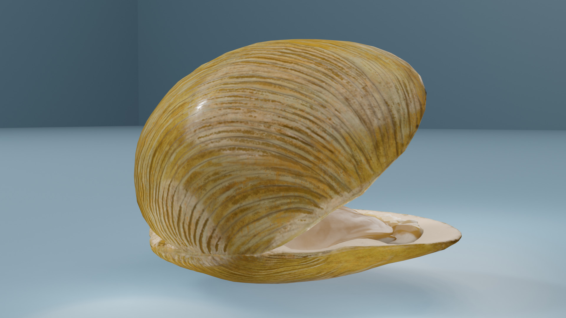 Clam in under sea  3D model_14
