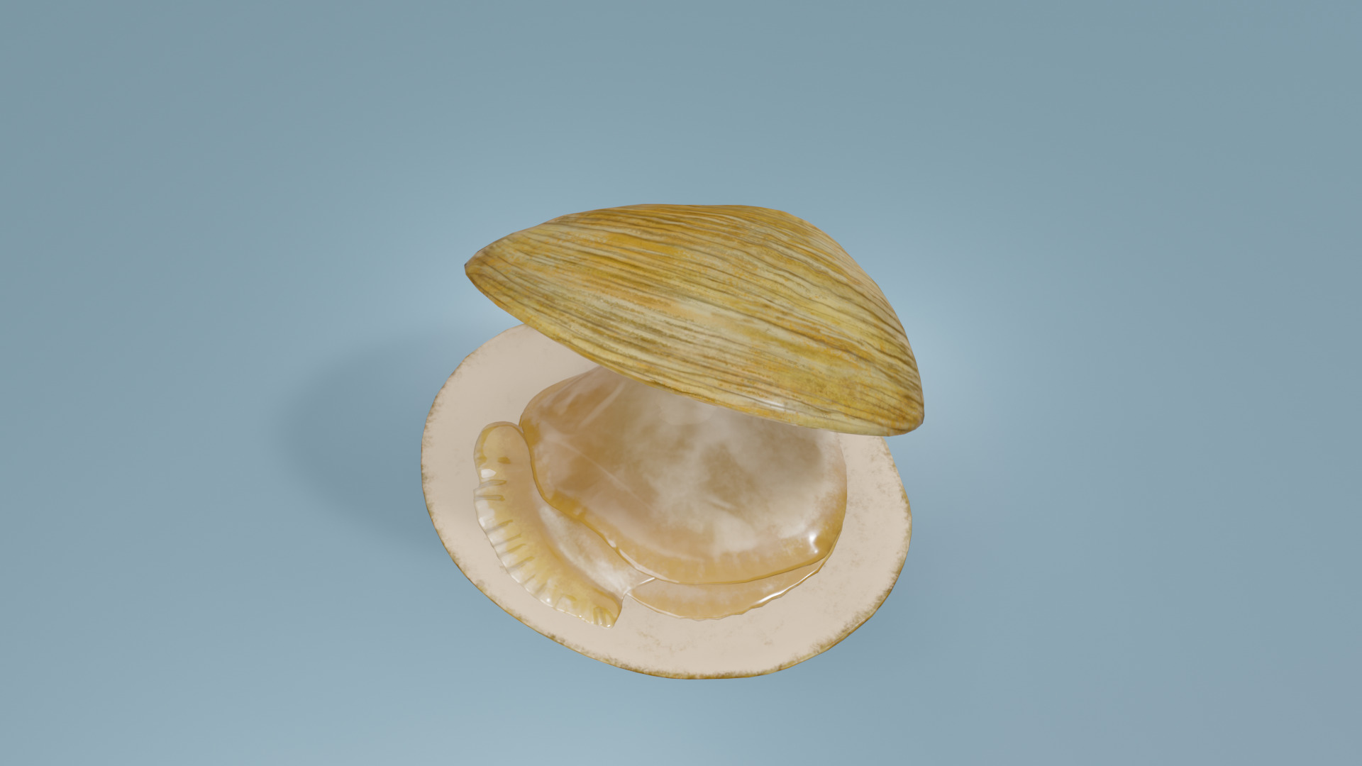 Clam in under sea  3D model_19