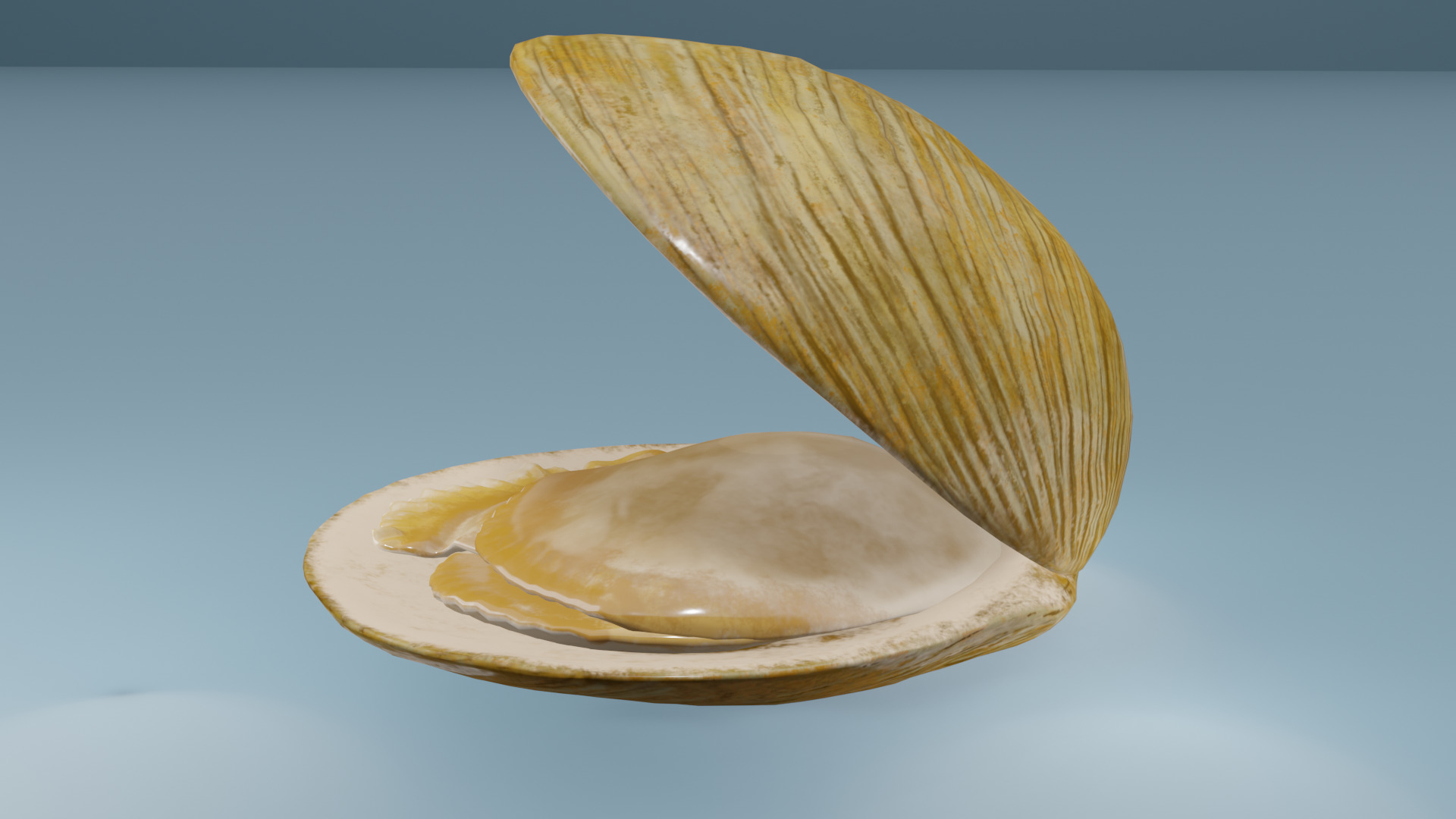 Clam in under sea  3D model_2